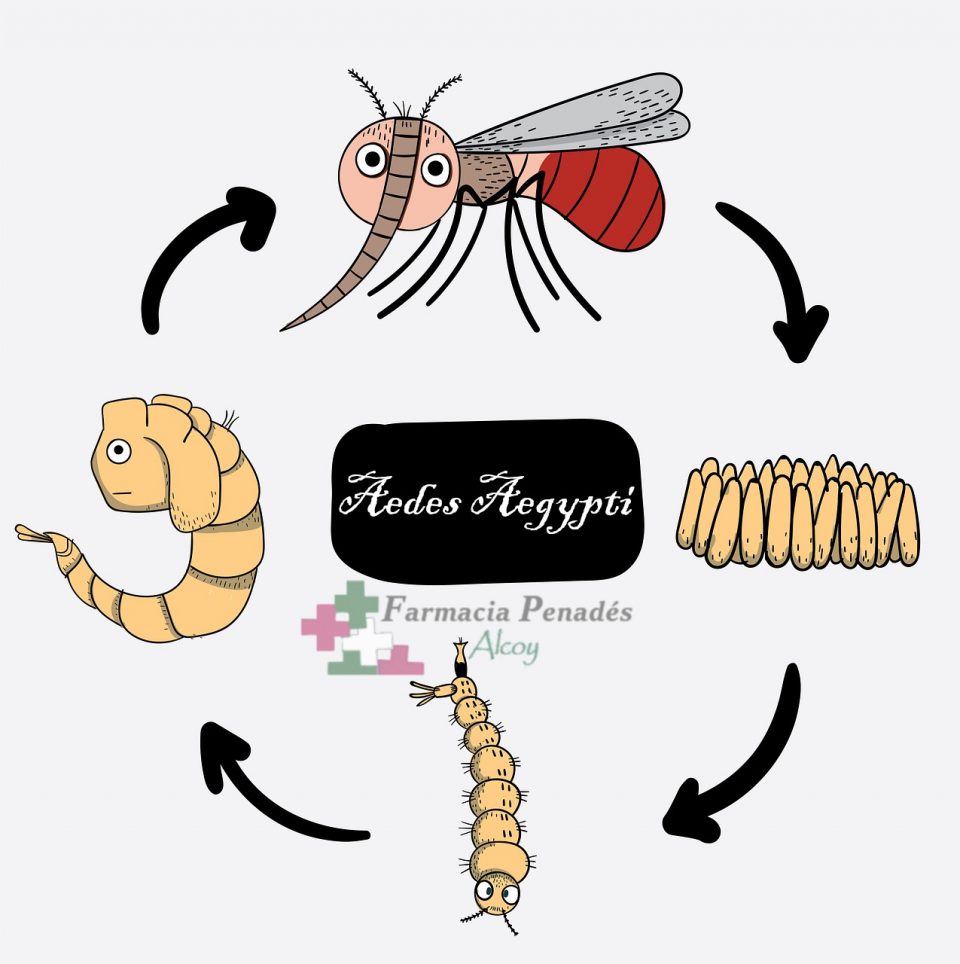 Ciclo biológico del mosquito Aedes Aegypti que provoca la fiebre amarilla, el Dengue y el Zika